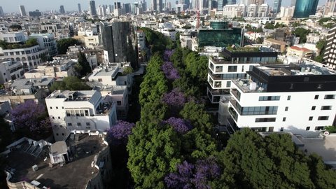 Aerial drone view over purple Jacaranda trees, on the streets of Tel Aviv, Israel