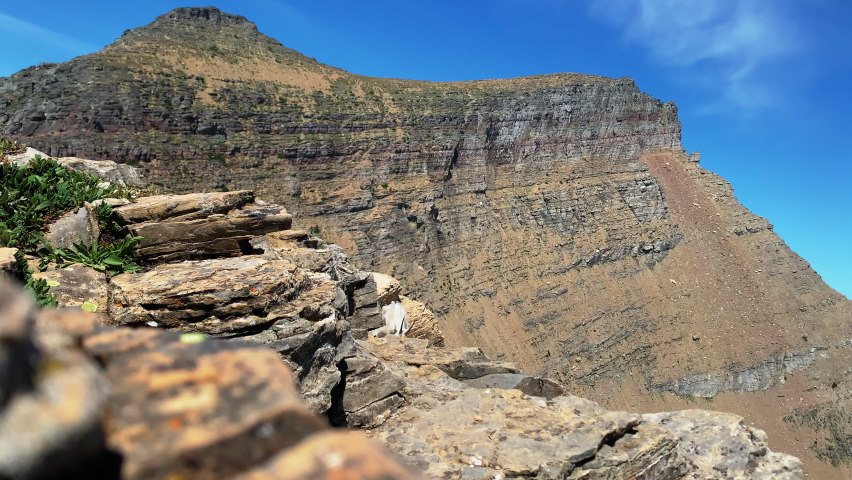 Camera capturing the mountain goat looking for food in the rocky slopes of the Grinnell Glacier - Glacier National Park