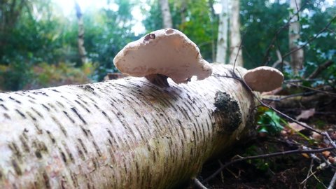 Woodland forest polypore wild mushroom fungi growing on fallen white birch tree trunk pull back