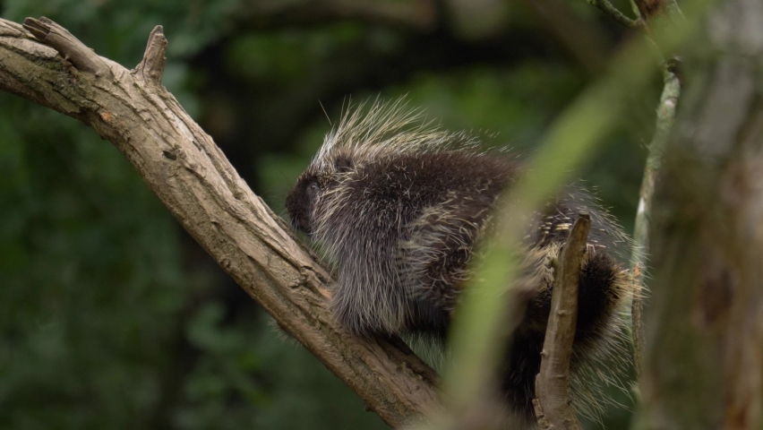 Epic close-up shot of a North American Porcupine climbing a tree. Royalty-Free Stock Footage #1081124432