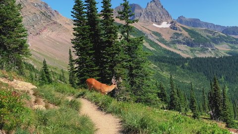 Closed shot of the deer grazing in the alpine valley in the Logan Pass Highline Trail.