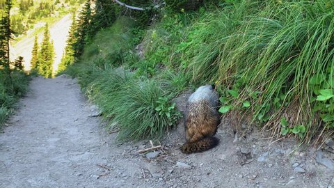 Close up of the posterior side of a Marmot, an alpine mammal, looking for food in the bushes growing on the mountains of the Logan Pass Highline Trail.