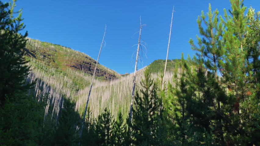 Closed shot of the hills and the coniferous forest in the Logan Pass Highline Trail.