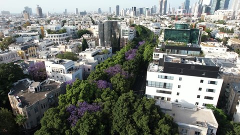 Aerial view around Jacaranda trees, on the Rothschild boulevard, in sunny Tel Aviv, Israel - orbit, drone shot