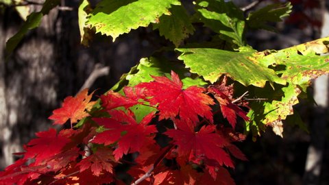 Autumn contrast: amazing red and still green maple leaves slightly rustling on the tree branches in park. Flying bees and flies. Bright colors of fall at nice sunny day.