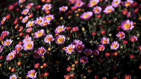 Close sliding view of a large beautiful pink chrysanthemum bush rustling at light wind. Sunny day and a flowerbed with amazing blooming daisies moving at breeze. Autumn season