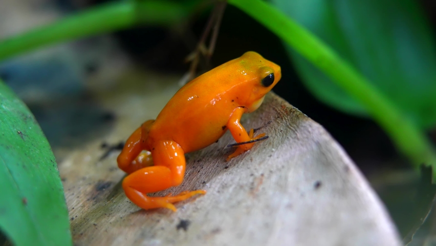 Golden Mantella Frog, Critically Endangered Species Of Madagascar, 4K Royalty-Free Stock Footage #1081127909
