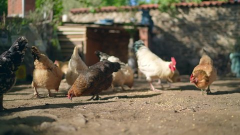 Feeding chickens in traditional rural barn.Chickens in barn yard on eco farm.The concept of free range poultry farming. Chickens eat corn in the backyard.A chicken in the countryside is eating cereal.