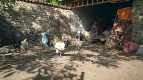 Feeding chickens in traditional rural barn.Chickens in barn yard on eco farm.The concept of free range poultry farming. Chickens eat corn in the backyard.A chicken in the countryside is eating cereal.