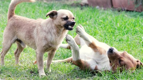 A angry dog snarling at another one. Two dogs fighting. Concept for dog training, anger, muzzle, dangerous, scary, aggressive.