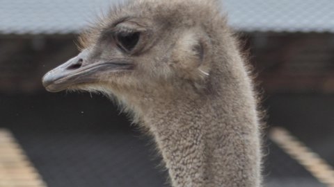The ostrich's head moves, its eyes and ears are visible to the ostrich.