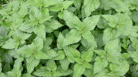 A stinging nettle growing in a forest. Green Common nettle in a field during spring. Urtica dioica, close up. 