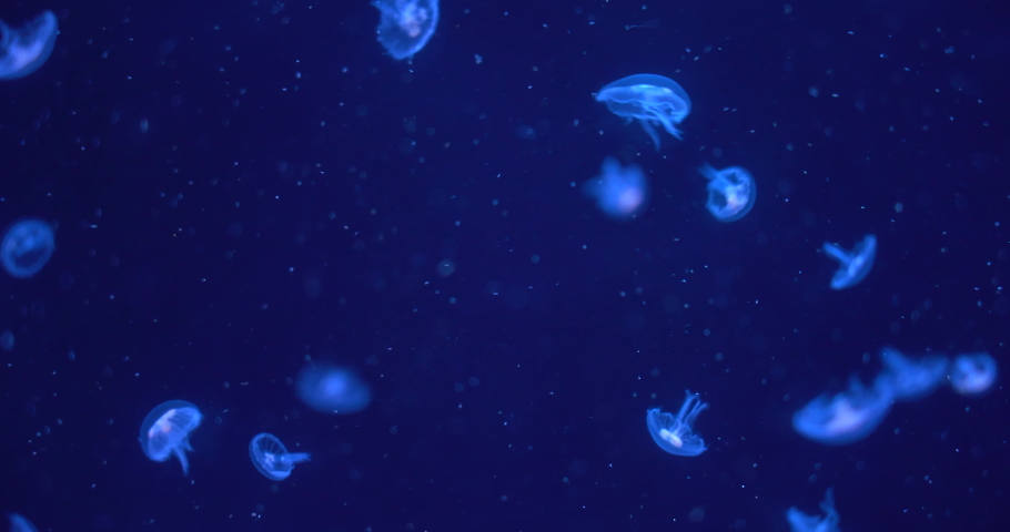 Closeup of Sea Moon jellyfish floating translucent blue light color and dark background. Little baby Aurelia aurita swimming underwater shots glowing jellyfish moving pattern.Video 4K space 
 Royalty-Free Stock Footage #1081140425