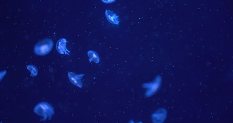 Closeup of Sea Moon jellyfish floating translucent blue light color and dark background. Little baby Aurelia aurita swimming underwater shots glowing jellyfish moving pattern.Video 4K space 
