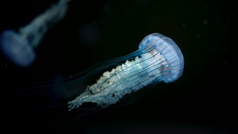Incredible footage of beautiful west coast nettle jellyfish reduction details, swimming underwater on dark background. Amazing nature, medusa with tentacles.