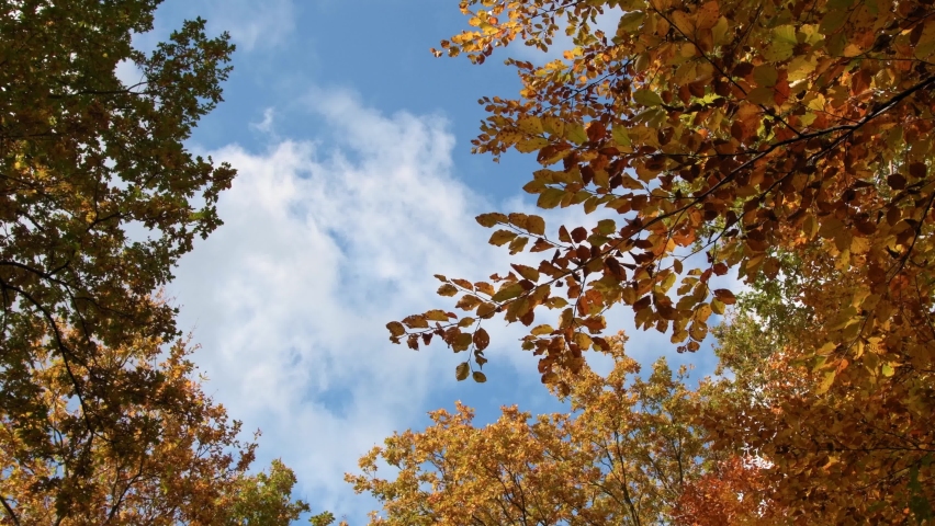 Bottom view of the fall colors of the leaves in the breeze in forest with the clouds moving across the blue sky.
 | Shutterstock HD Video #1081142945