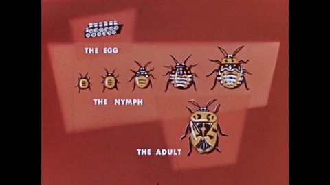 1950s: Animation of stink bug life cycle. Mud dauber crawling on nest. Moth sitting on leaves. Bees on poppy. Butterfly on leaf. Displays of insect eggs, larva, pupa, mosquito. Grubs writhing in dirt.