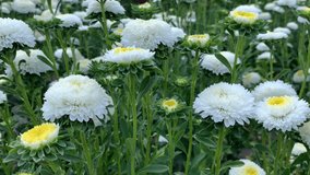 White asters on a flower bed in the park. For video presentation, advertising, background.