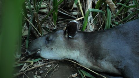 Large wild tapir sleeping in Corcovado Costa Rica tapirus