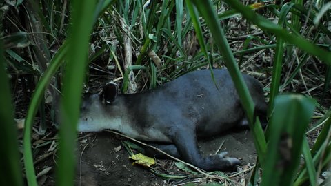 Wild tapir resting in his nest corcovado jungle Costa Rica 