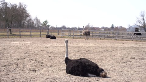Ostrich farm, ostriches are standing, closeup