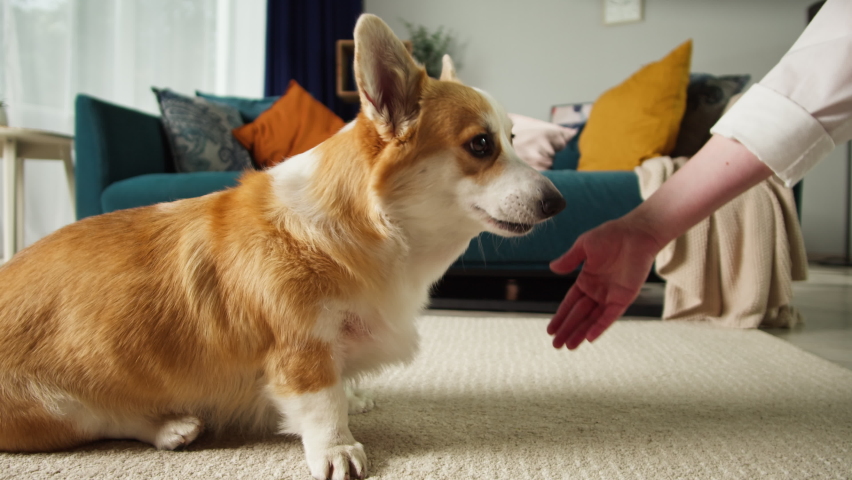 Corgi dog giving paws close-up. Handler playing with golden puppy in living room, woman animal trainer exercising domestic animal at home. Pembroke welsh corgi sitting and waiting command. Royalty-Free Stock Footage #1081150544