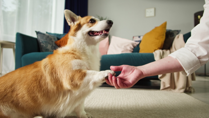 Corgi dog giving paws close-up. Handler playing with golden puppy in living room, woman animal trainer exercising domestic animal at home. Pembroke welsh corgi sitting and waiting command. | Shutterstock HD Video #1081150544