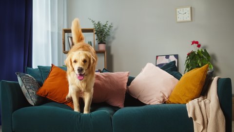 Golden retriever jumping through sofa. Trained dog running in living room. Happy domestic animal concept, best friends, puppy relaxing at home, breathing with tongue out.