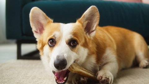 Corgi gnawing bone on floor close-up. Little dog lying and biting his toy. Eared puppy relaxing in living room. Playful domestic animal at home. Pet food, dog treats concept.