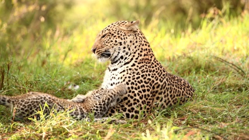 Leopard mom care about cubs in the middle of wild, Kenya, Africa Royalty-Free Stock Footage #1081151024