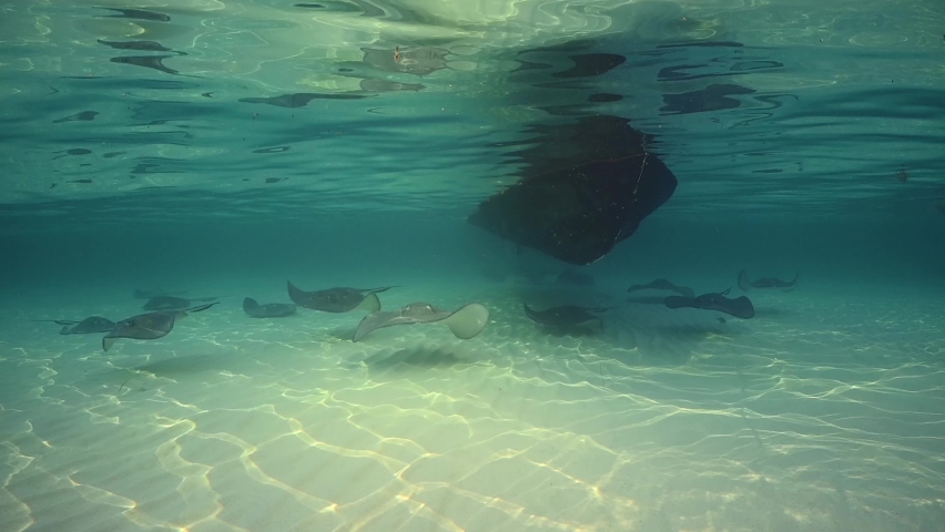 Southern stingrays glide through the warm shallow water at the popular tourist attraction Stingray City in the Cayman Islands