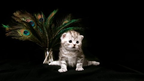The kitten sits near the peacock feathers on a black background. Kitten isolated on a black background. The kitten sits with its paws apart near a vase with peacock feathers on a black background.