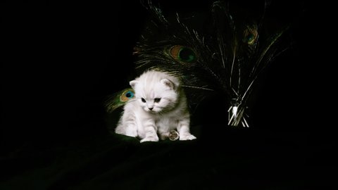 The kitten sits near the peacock feathers on a black background. Kitten isolated on a black background. Kitten on a black background near a vase with peacock feathers.