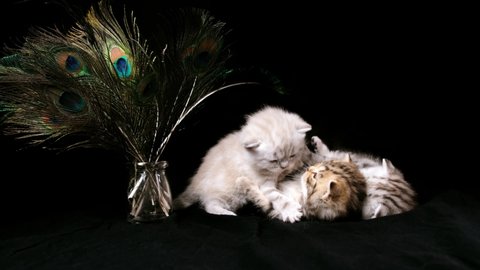 Three kittens are playing with each other near a vase with peacock feathers on a black background. The kitten sits near the peacock feathers on a black background.