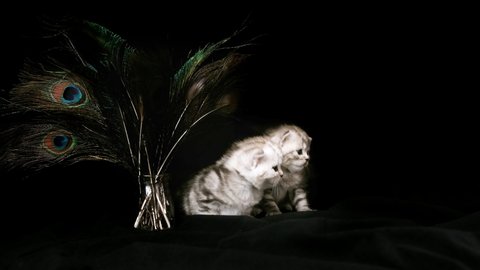 Two kittens sits near the peacock feathers on a black background. Kitten isolated on a black background. Kitten on a black background near a vase with peacock feathers.