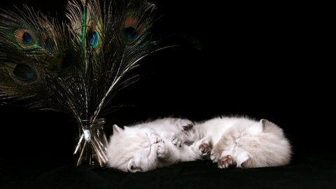 Kittens sits near the peacock feathers on a black background. Kitten isolated on a black background. Kitten on a black background near a vase with peacock feathers.