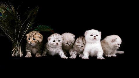 Six kittens isolated on a black background. A lot of kittens are sitting in a row isolated on a black background.