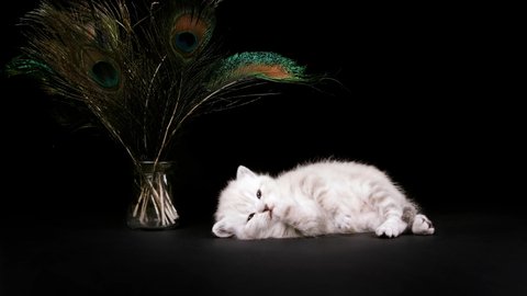 Kitten isolated on a black background. Kitten on a black background near a vase with peacock feathers. The kitten is tired.