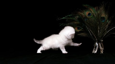 Kitten isolated on a black background. Kitten on a black background near a vase with peacock feathers. The kitten is played with peacock feathers on a black background.