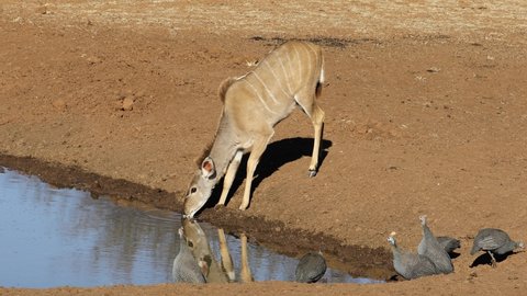 A kudu antelope (Tragelaphus strepsiceros) and helmeted guineafowls at a waterhole, Mokala National Park, South Africa