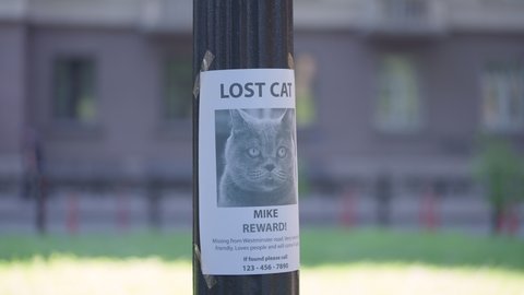 Missing cat poster with information about lost pet, owner searching for friend