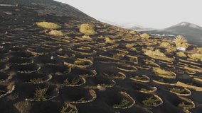 Aerial video footage of the La Geria vineyard on black volcanic soil in Lanzarote Canary Islands