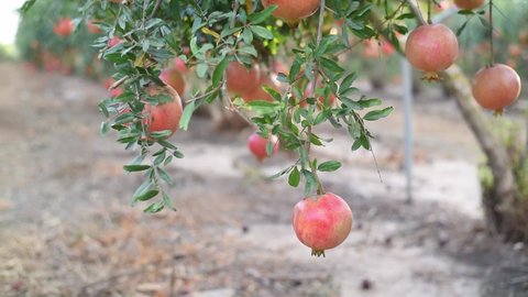 Orchard with big red pomegranates  in Israel. They are very beneficial for a healthy lifestyle. contain many vitamins. red fruits on tree. symbol of jewish 