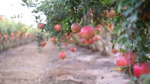Orchard with big red pomegranates  in Israel. woman picks fruit from tree. They are very beneficial for a healthy lifestyle. contain many vitamins. red fruits on tree. symbol of jewish 