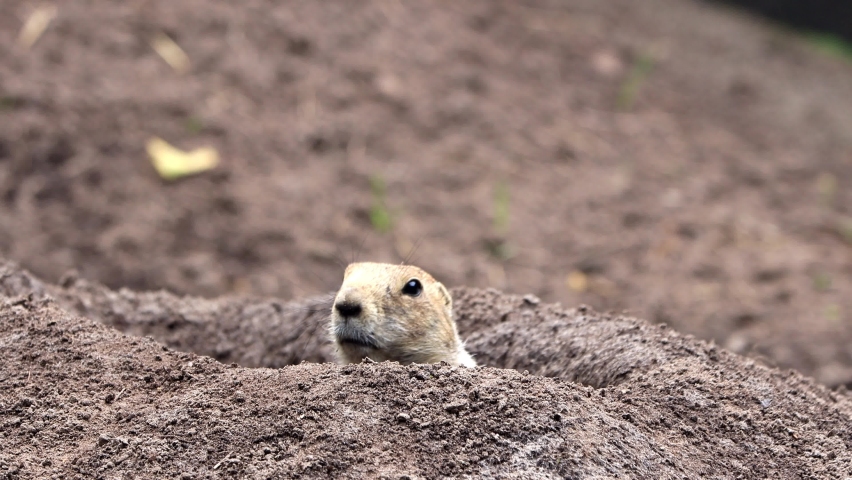 prairie dog looking out of a hole, sound, Cynomys
