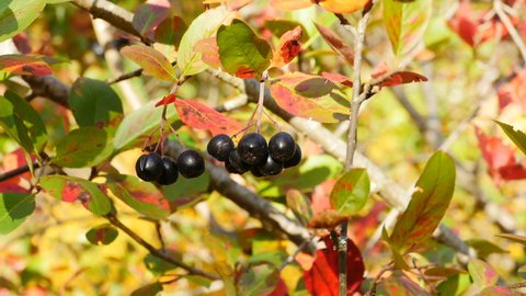 black chokeberry fruits on branches in autumn
