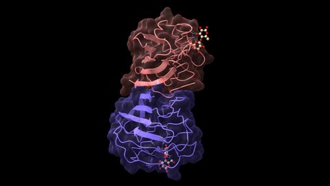 X-ray crystal structure of the human dimeric s-lac lectin in complex with lactose.  Animated 3D cartoon and Gaussian surface model, chain id color scheme, PDB 1hlc, black background.