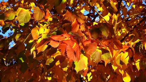 Colorful autumn alder leaves sway in wind on sunny day