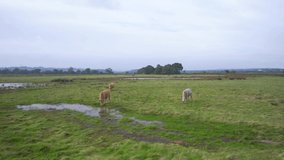 Bulls from RSPB Exminster and Powderham Marshes in drone footage, Exeter, Devon, England