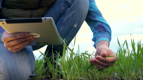 Agriculture. Senior farmer in field with tablet. Wheat germ green field. Agriculture concept. Senior farmer with tablet. Agricultural business concept Green wheat germ. Farmer agricultural business